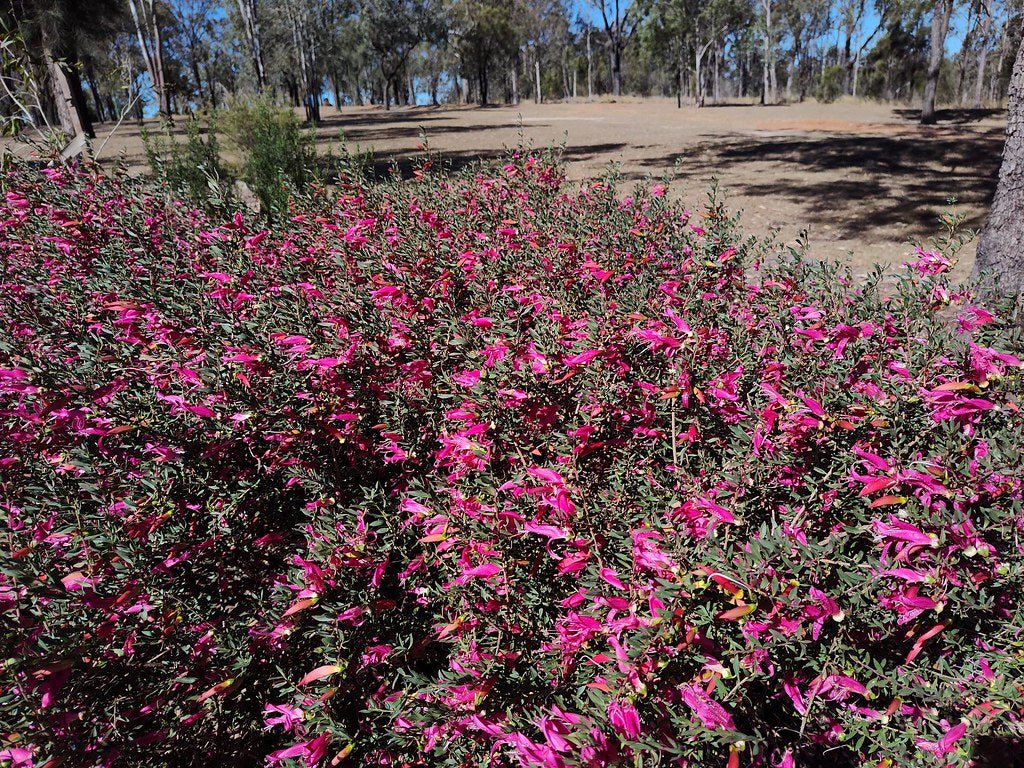 Pink Passion Emu Bush (Eremophila maculata) - Ladybird Nursery