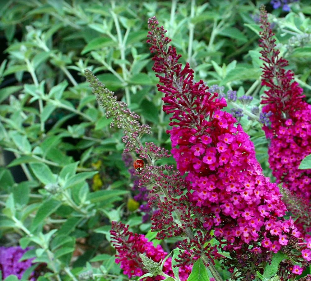 Butterfly Bush 'CranRazz' (Buddleja davidii) - Ladybird Nursery