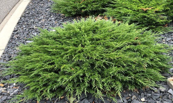 Savin Juniper Calgary Carpet (Juniperus sabina) - Ladybird Nursery