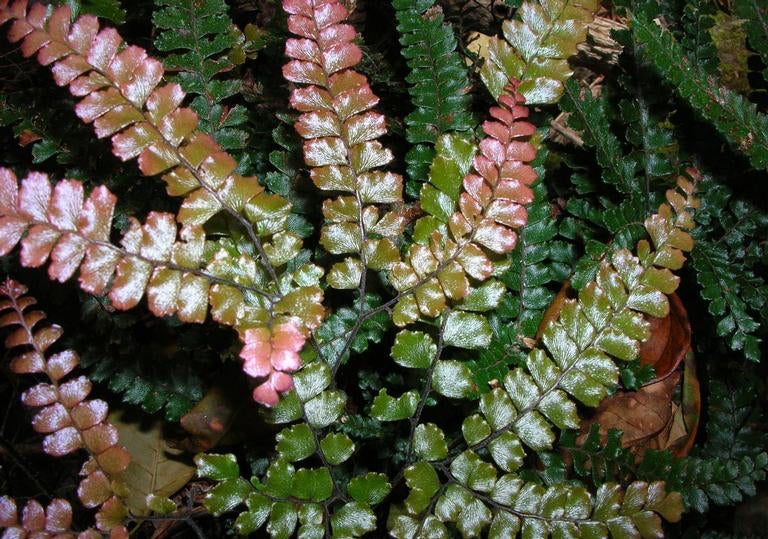 Rough Maidenhair Rosy (Adiantum hispidulum)