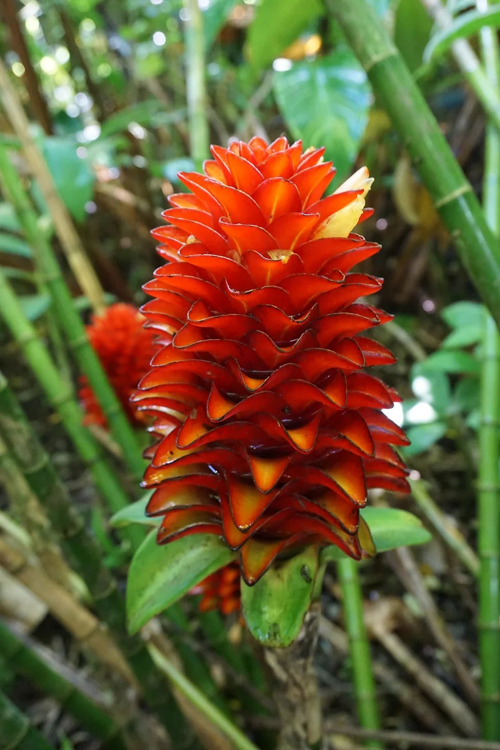 Red Costus Chalise (Costus sp) - Ladybird Nursery