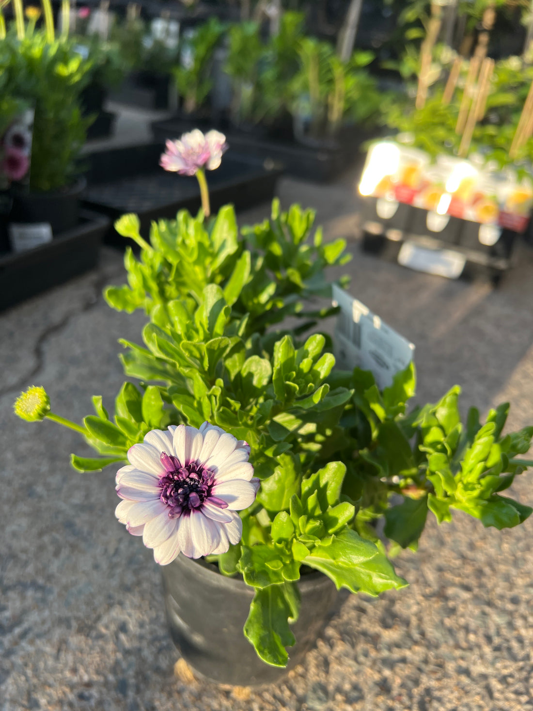 African Daisy '3D Double' (Osteospermum)