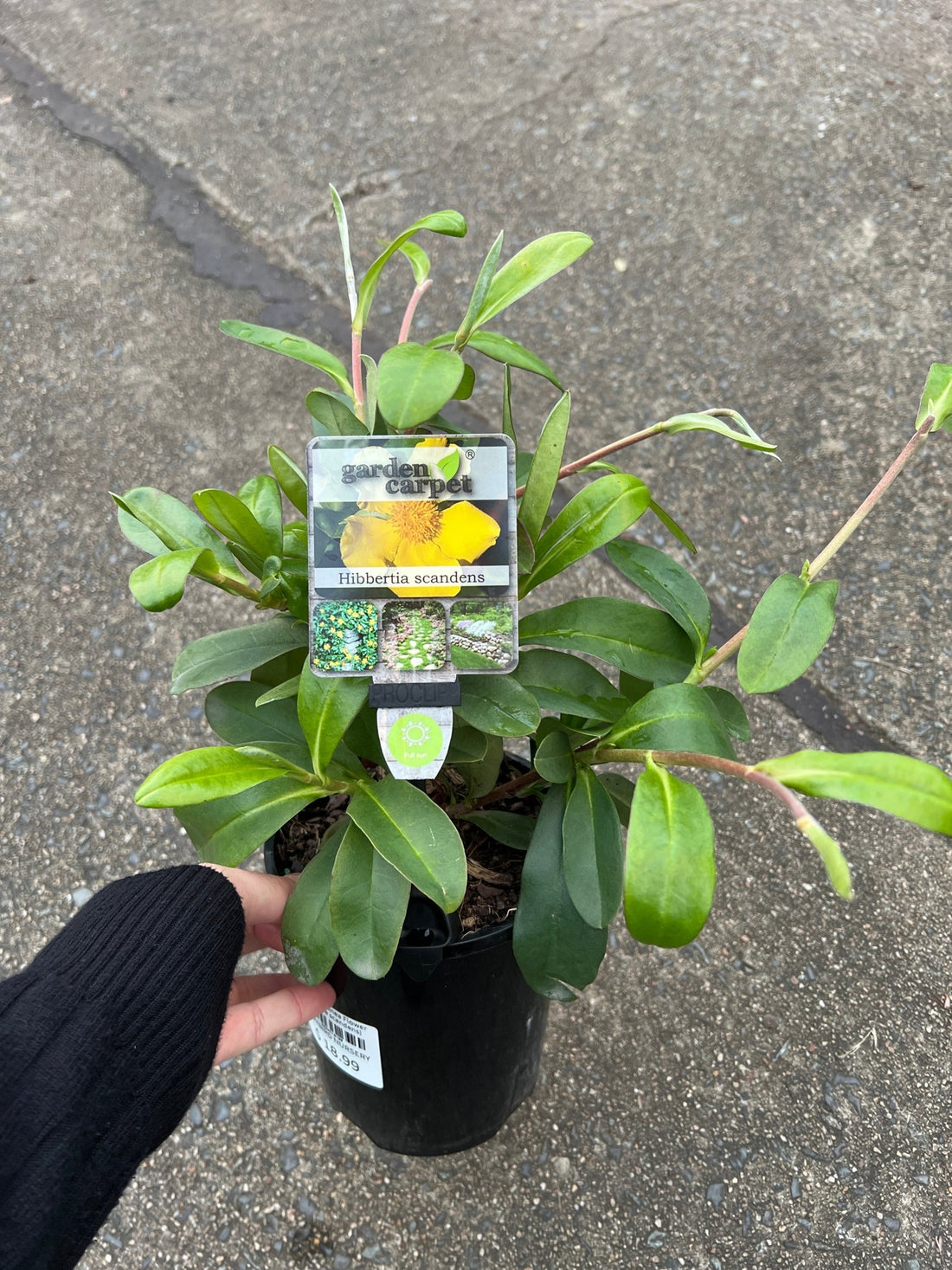Climbing Guinea Flower (Hibbertia scandens) - Ladybird Nursery
