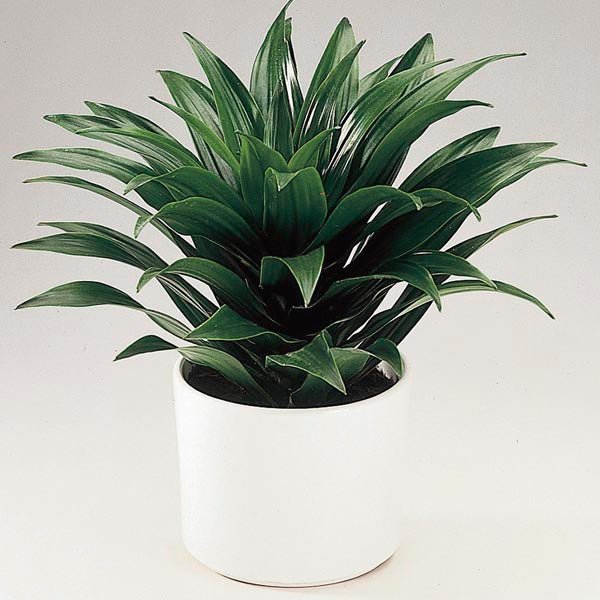 Dracaena Janet Craig Warneckii (Dracaena deremensis) - Ladybird Nursery