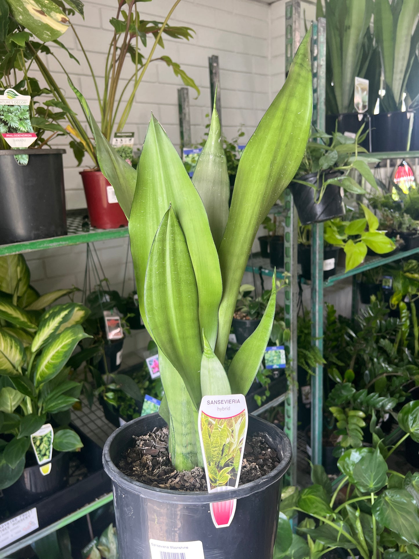 Snake Plant 'Moonshine' (Sansevieria trifasciata)