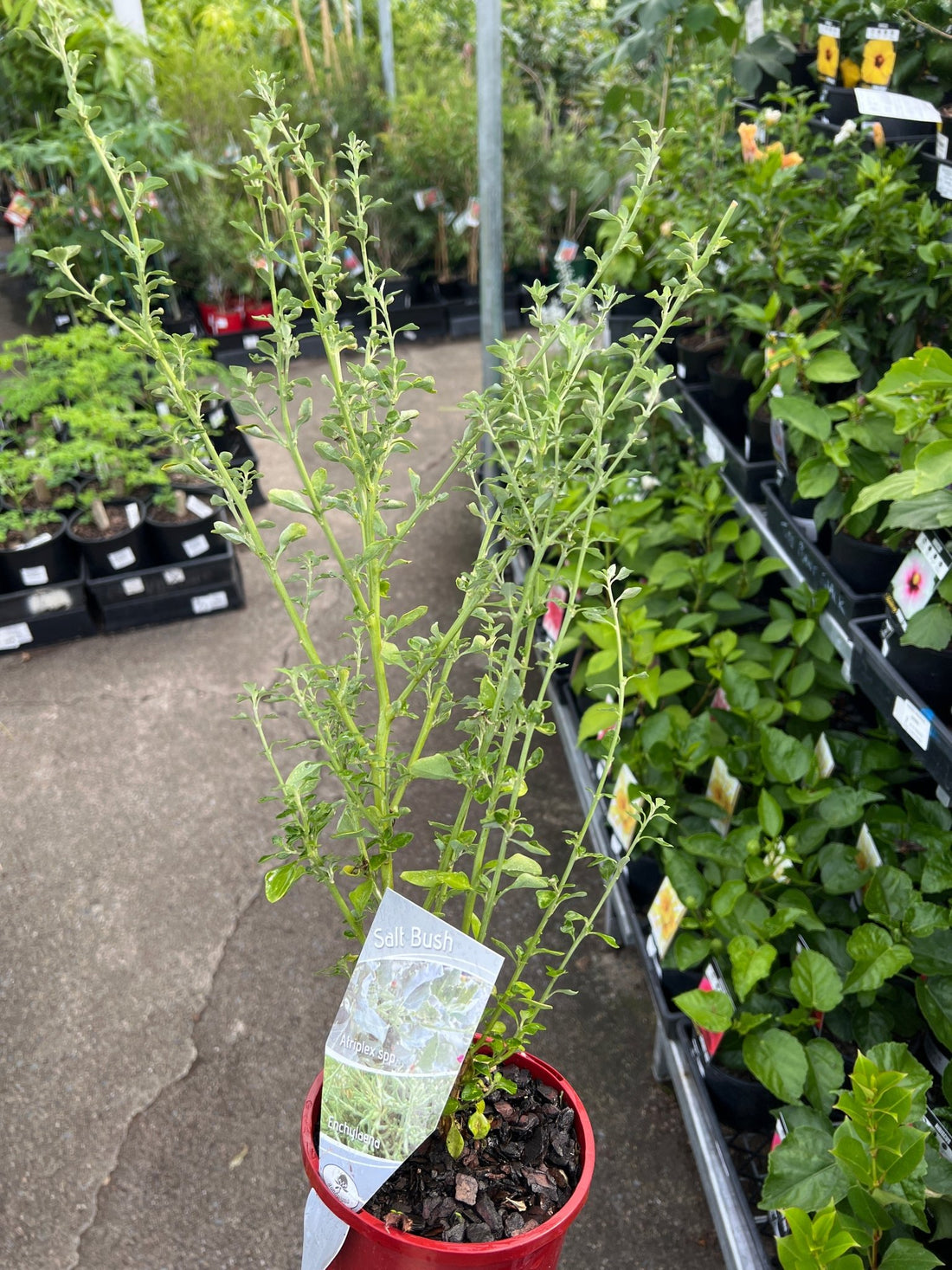 Seaberry Saltbush (Rhagodia candolleana) - Ladybird Nursery