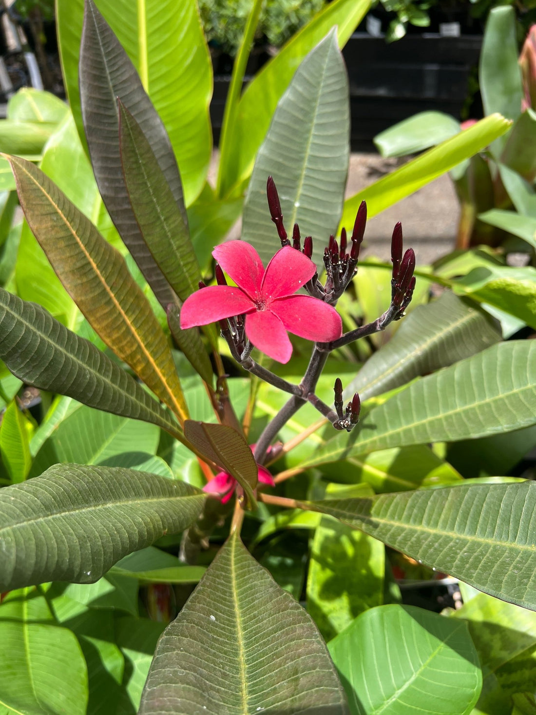 Frangipani 'Sunset Dreamer' (Plumeria) - Ladybird Nursery