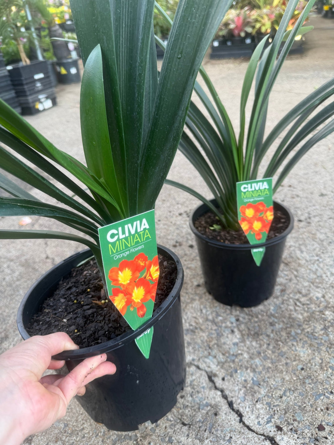 Clivia miniata Orange - Large - Ladybird Nursery