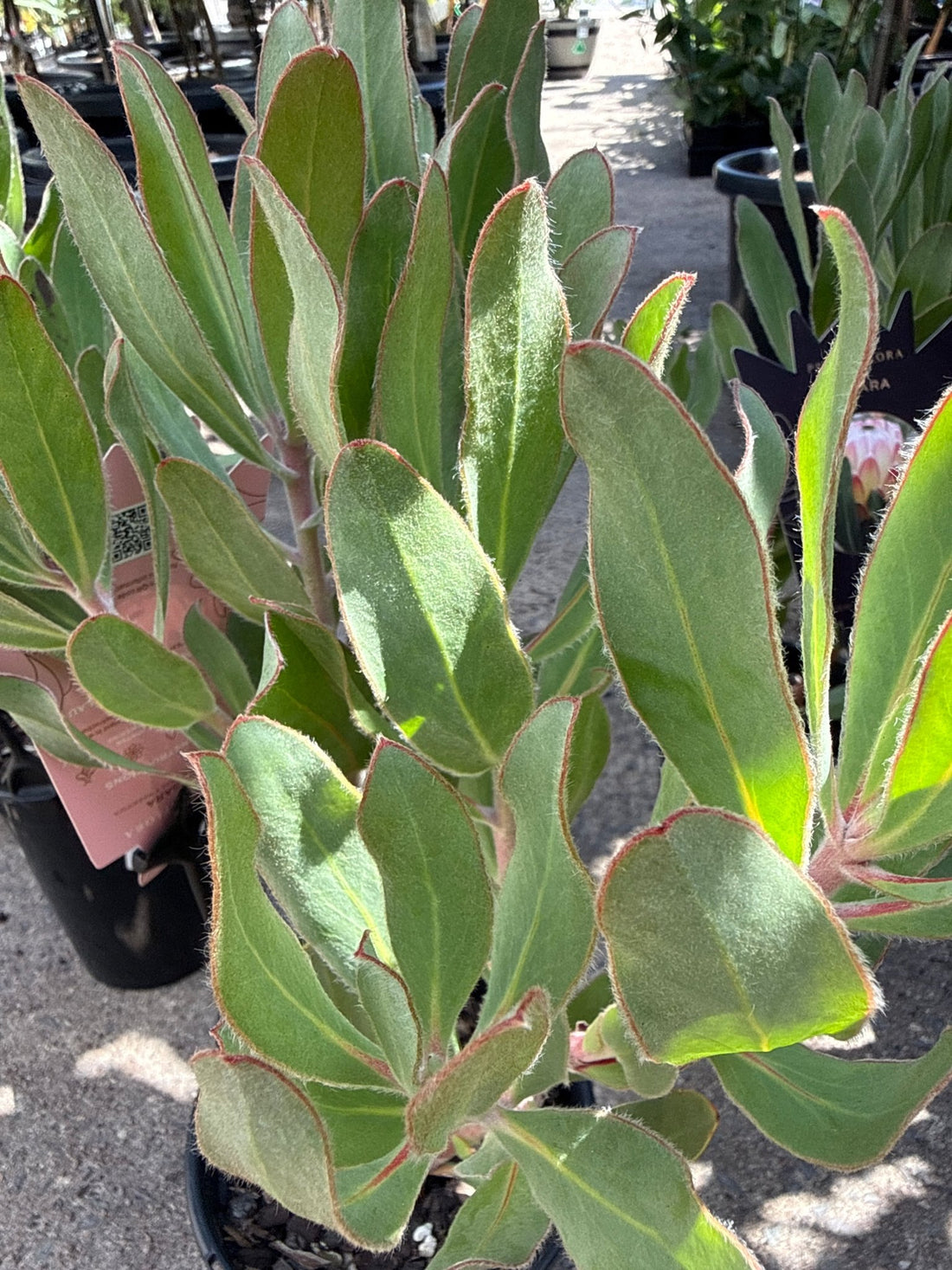 Protea 'Susara' - Ladybird Nursery