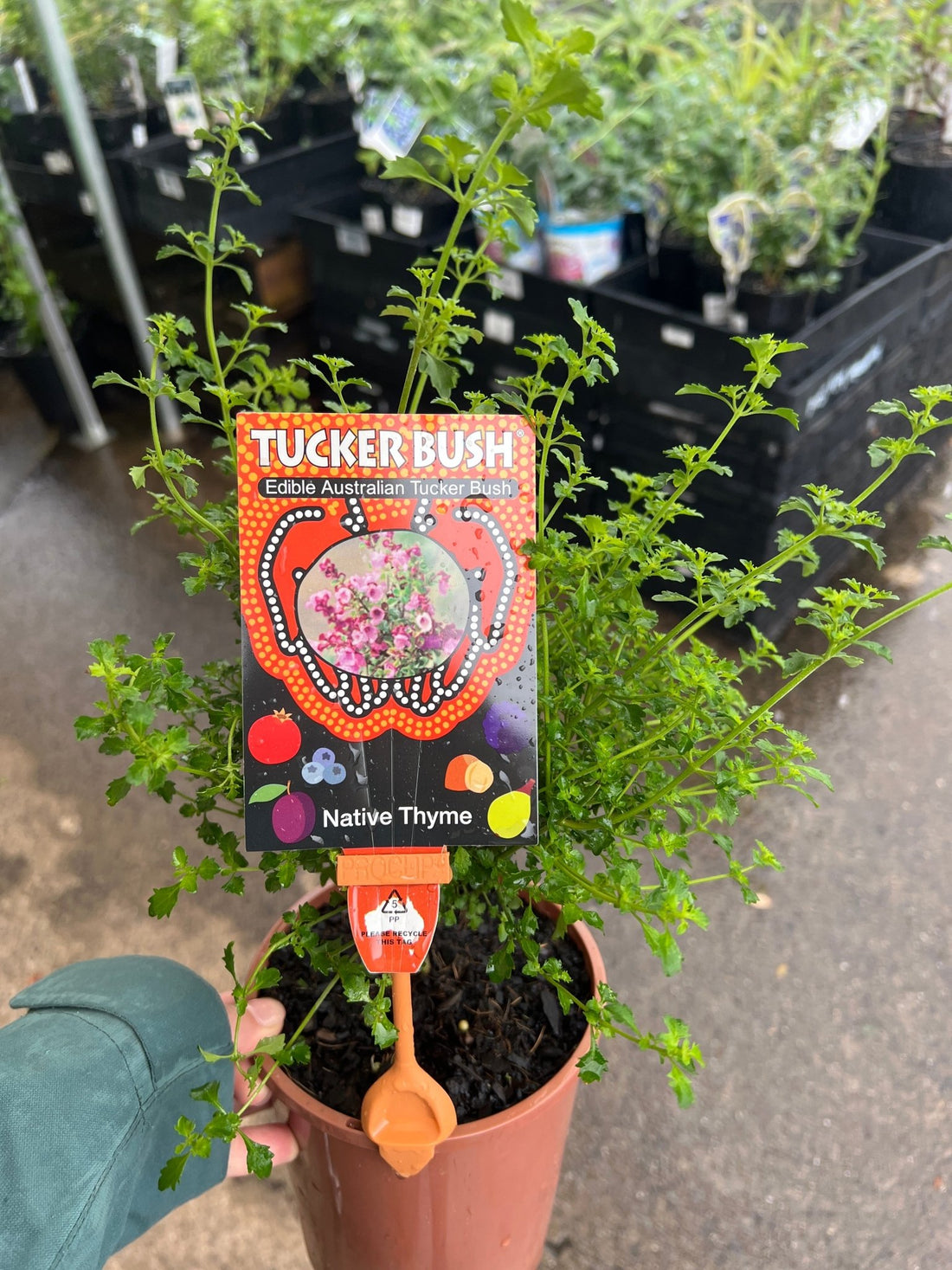 Native Thyme 'Cut Leaf Mint Bush' (Prostanthera incisa) - Ladybird Nursery