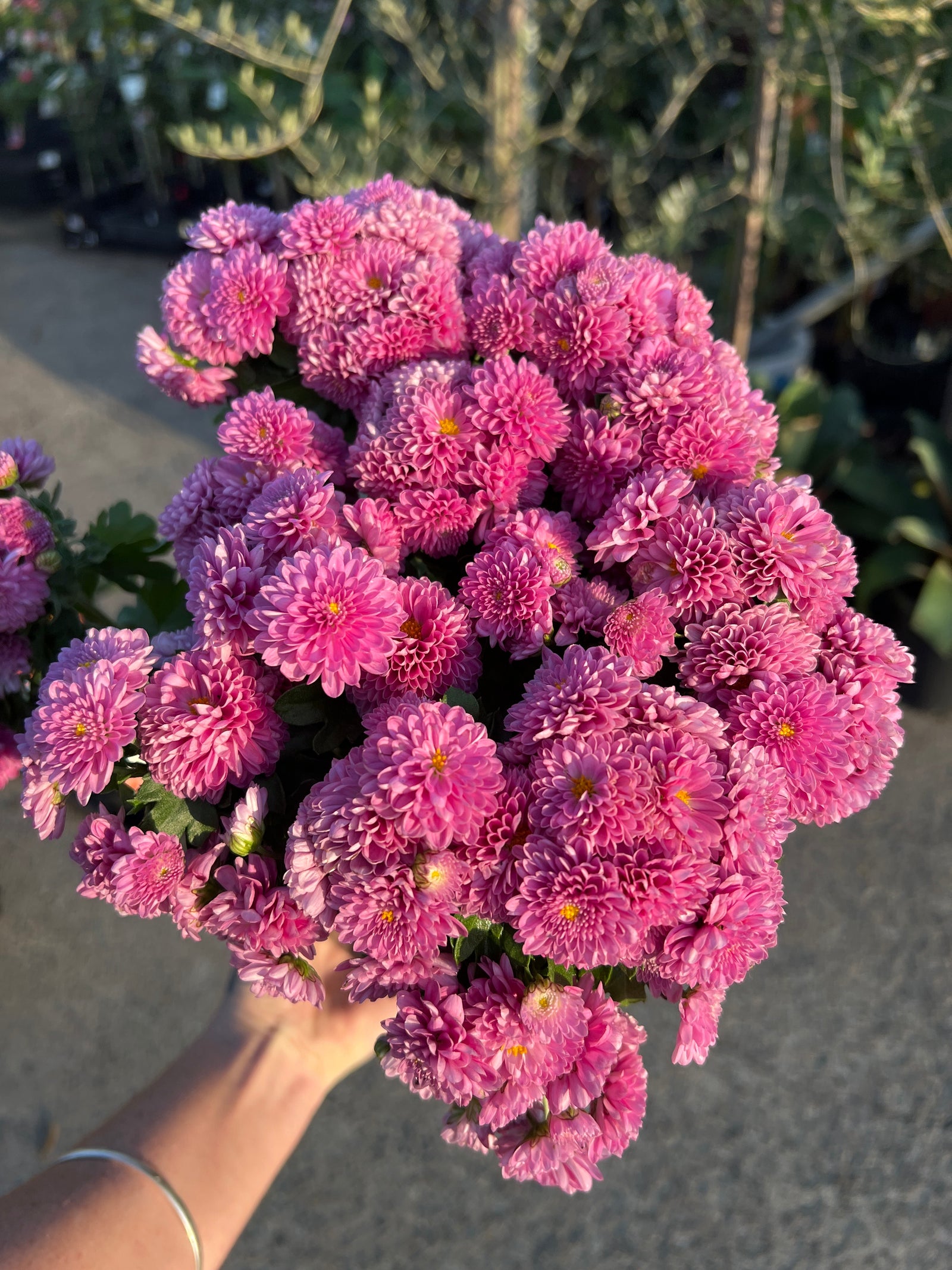 Garden Mum (Chrysanthemum)