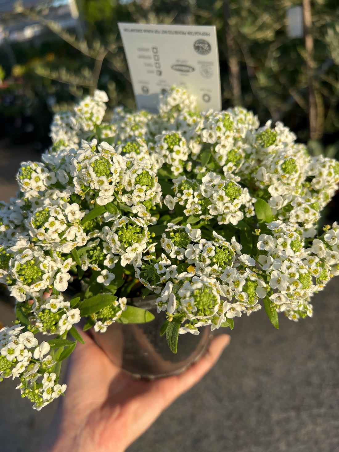 White Stream (Lobularia maritima)