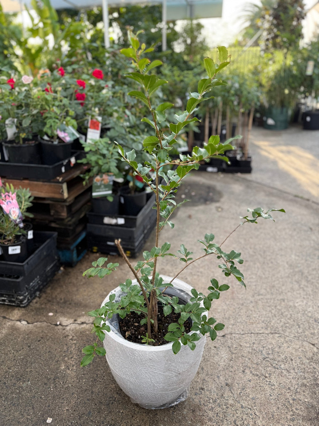 Pot 'Slate Egg White' Size 2 (PICK UP ONLY) - Ladybird Nursery