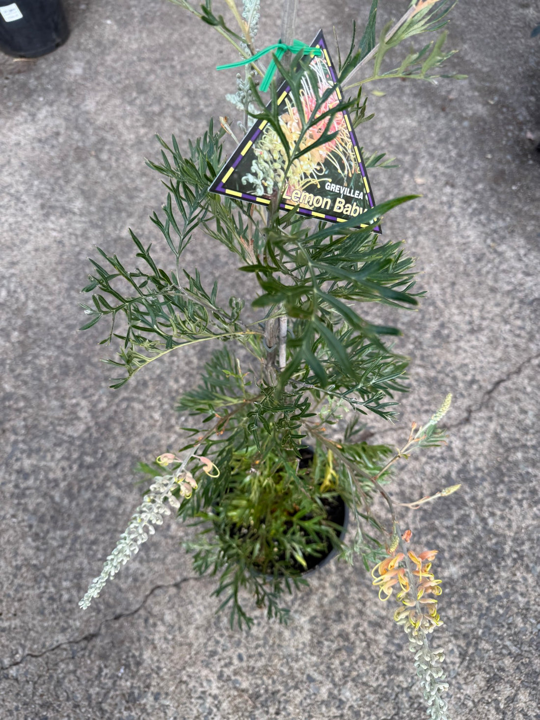 Grevillea ‘Lemon Baby’ - Large - Ladybird Nursery