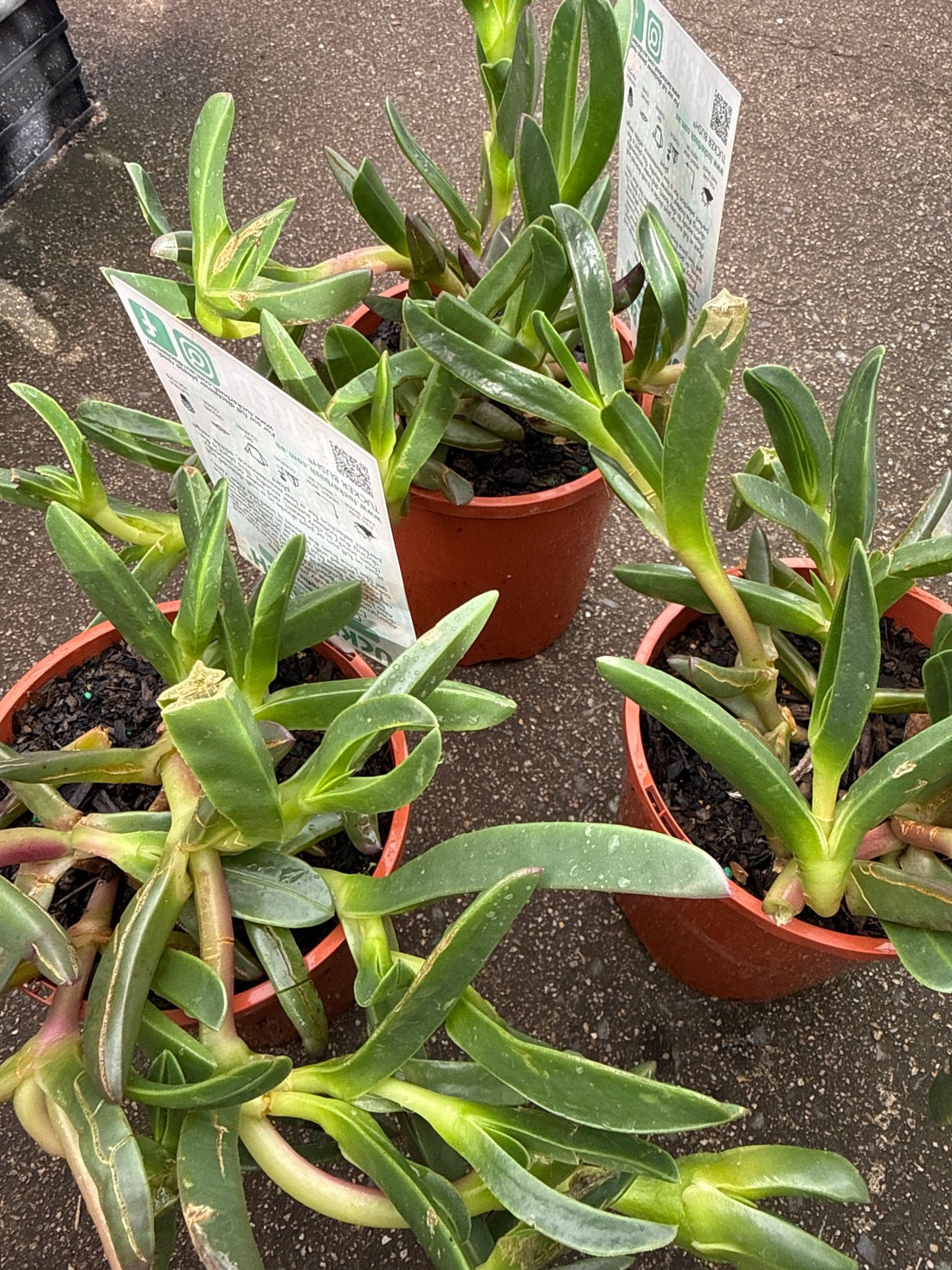 Karkalla (Carpobrotus rossii) – Tucker Bush - Ladybird Nursery