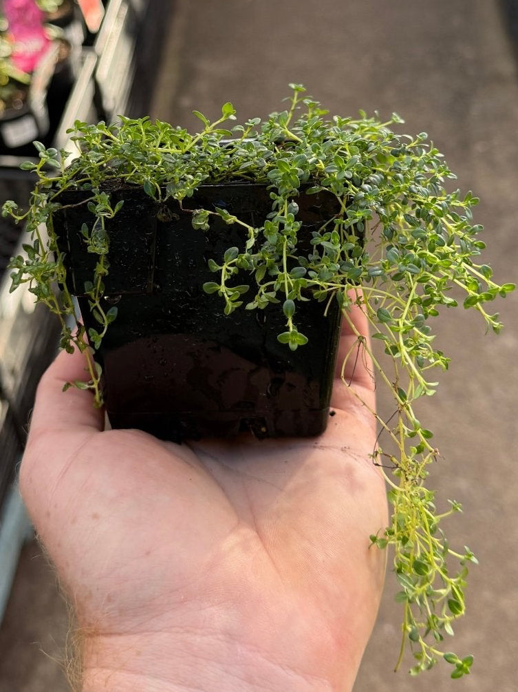 Creeping Thyme (Thymus serpyllum) - Ladybird Nursery