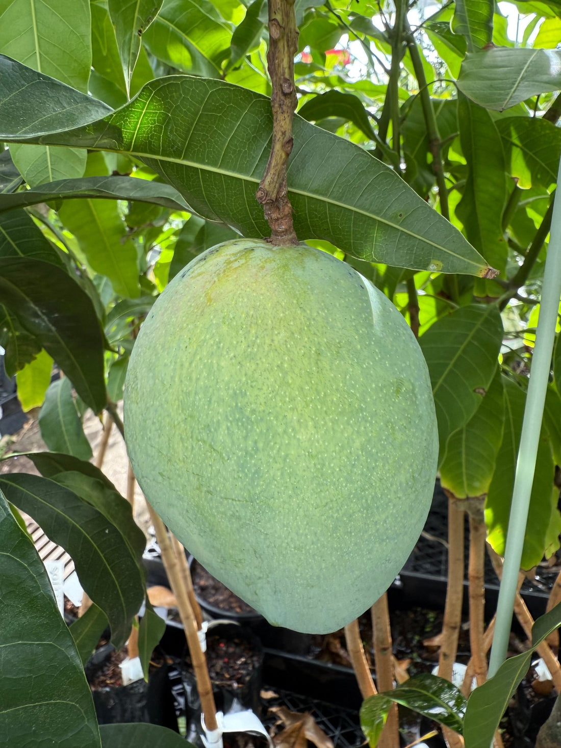 Mango 'Lucinda' - Ladybird Nursery