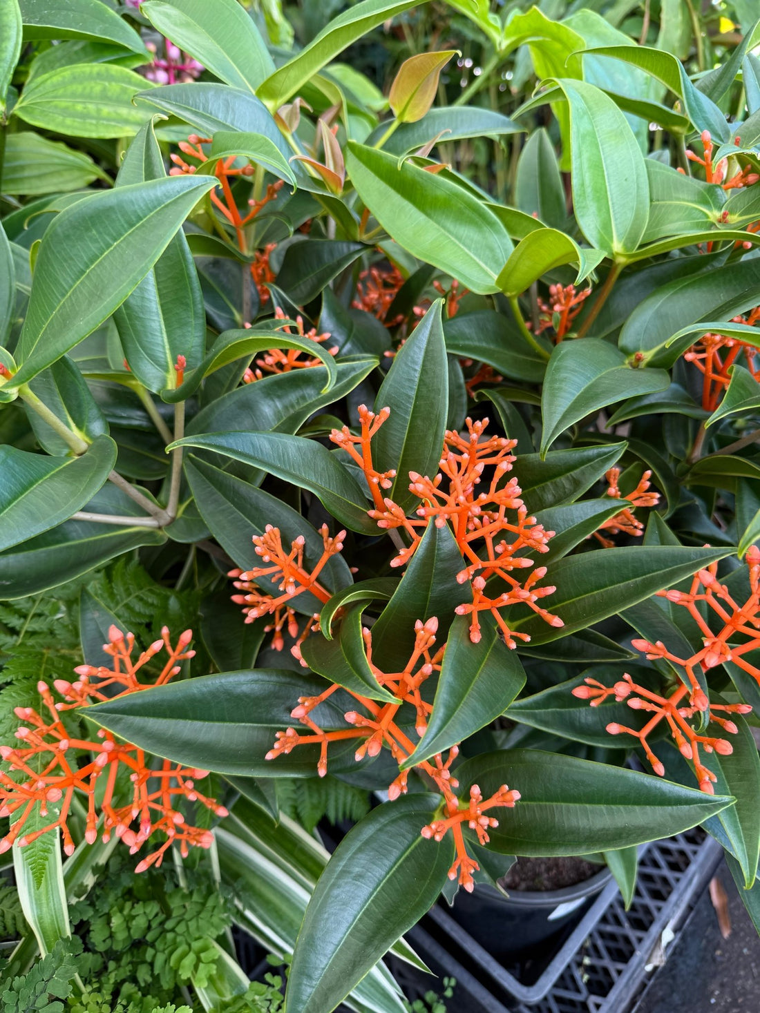 Medinilla 'Orange Coral' - Ladybird Nursery