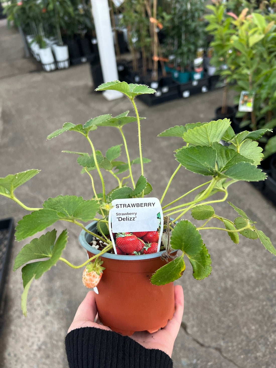 Strawberry 'Delliz' - Ladybird Nursery