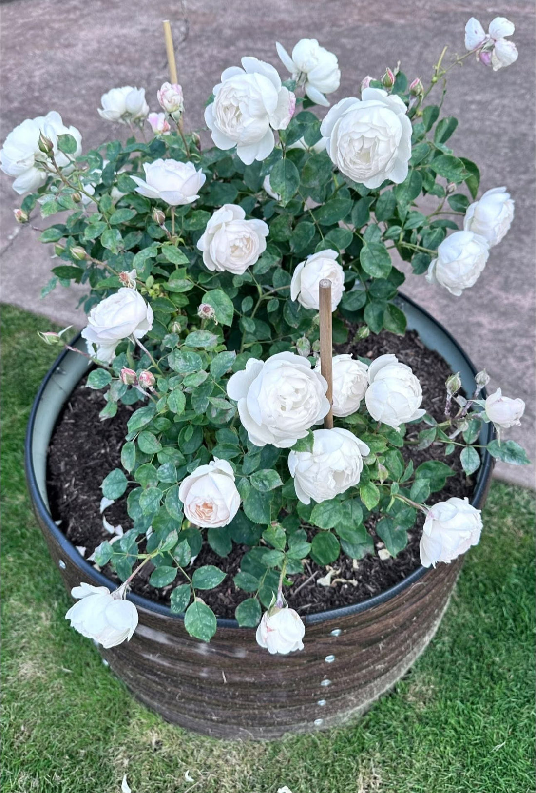 Rose ‘Desdemona' (David Austin) - Large - Ladybird Nursery