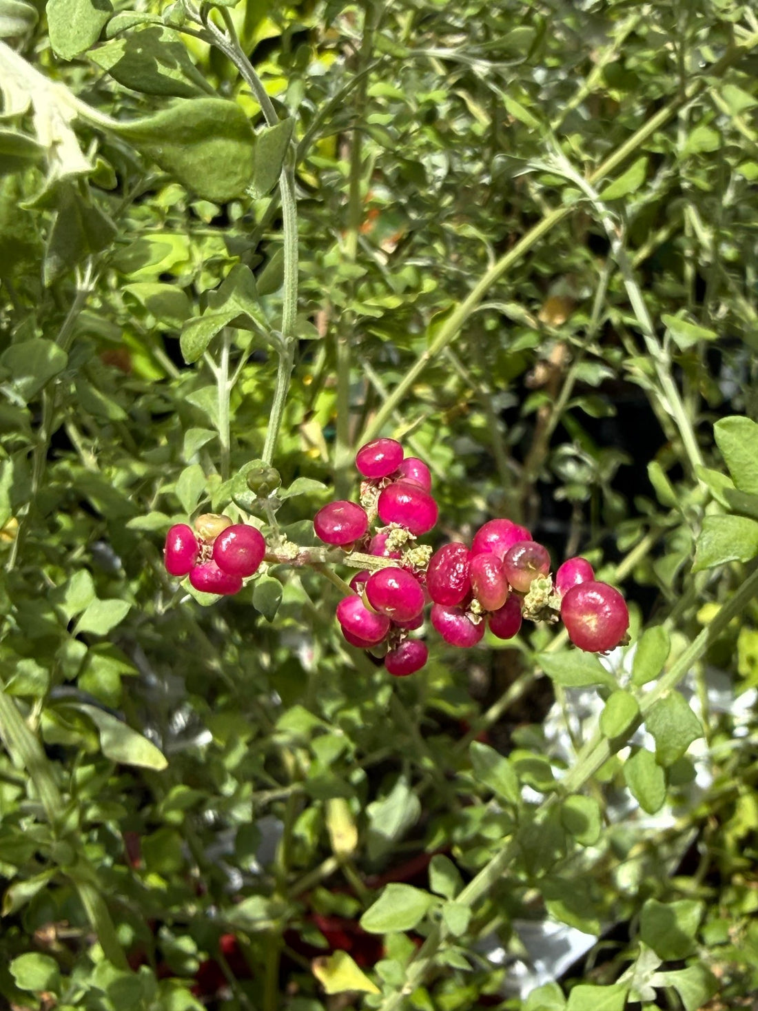 Seaberry Saltbush (Rhagodia candolleana) - Ladybird Nursery