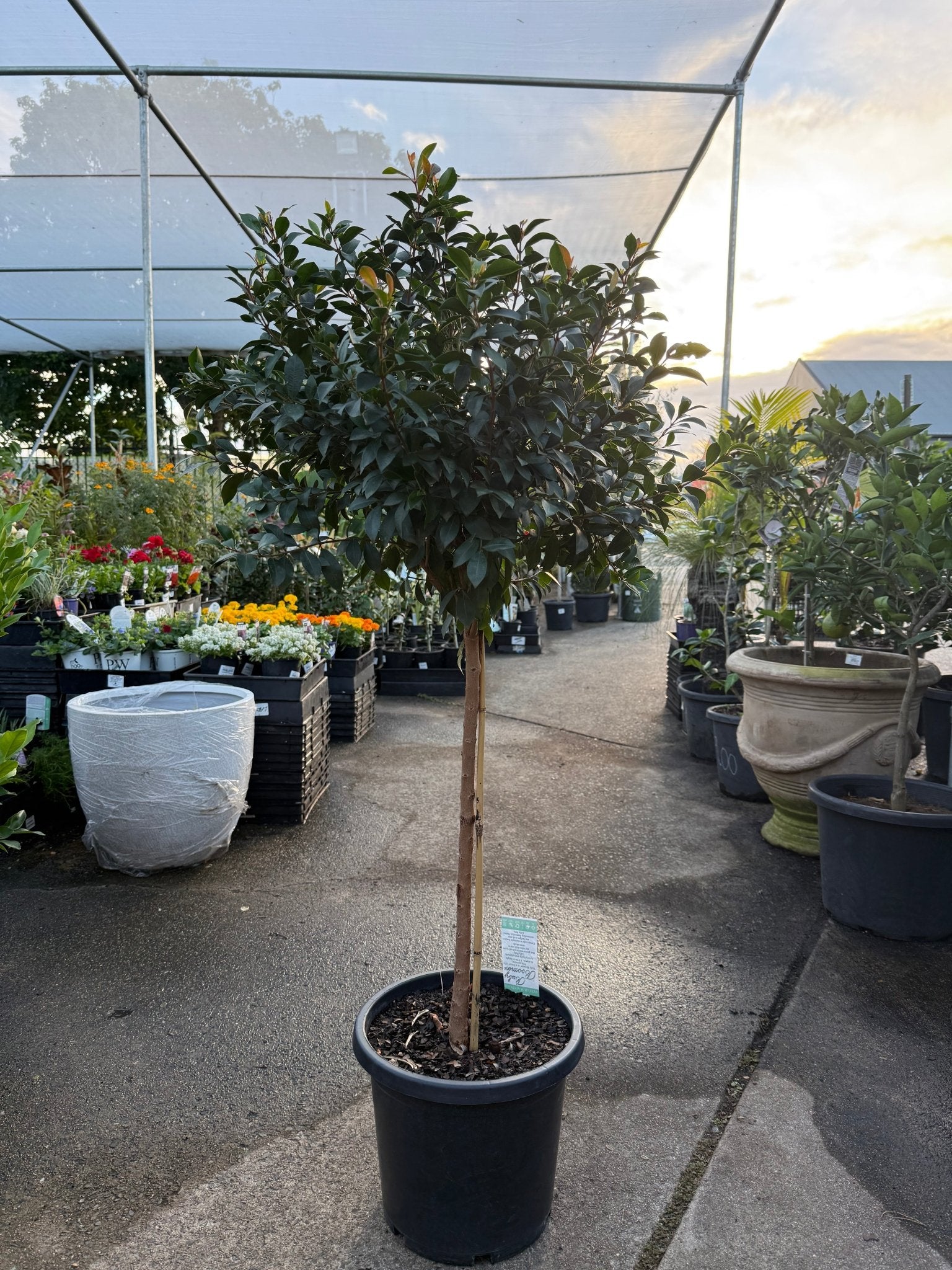 Lilly Pilly Baby Boomer Topiary Standards 300mm Pots (PICKUP ONLY) - Ladybird Nursery