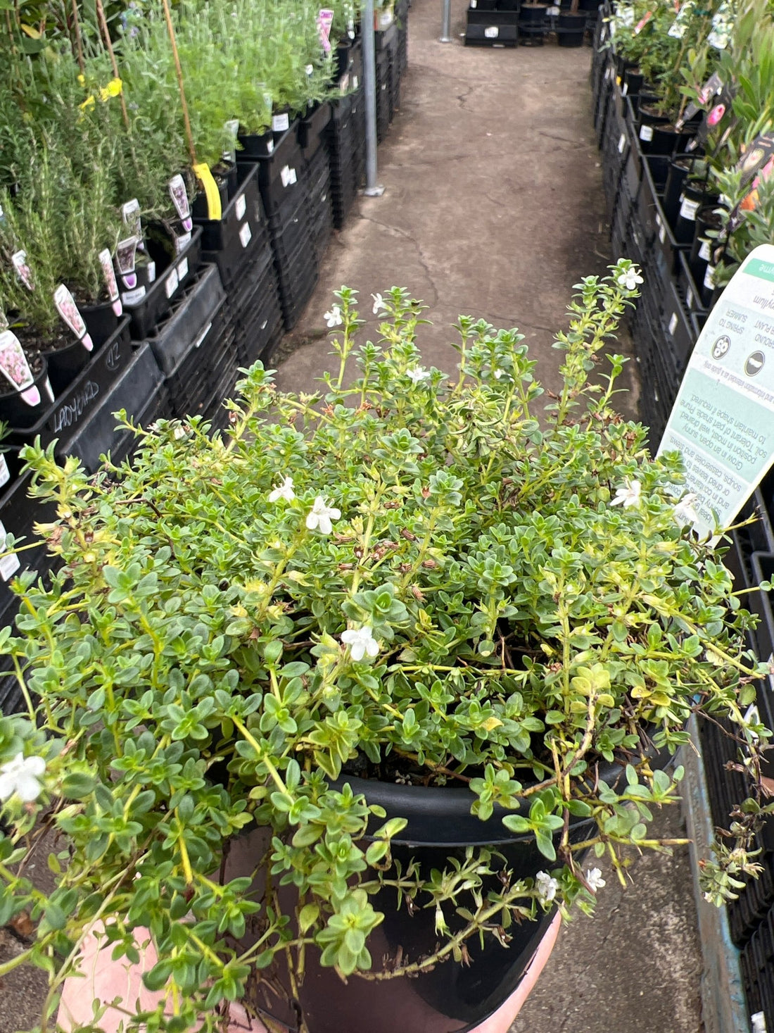 Creeping Thyme 'White' (Thymus serpyllum) - Ladybird Nursery