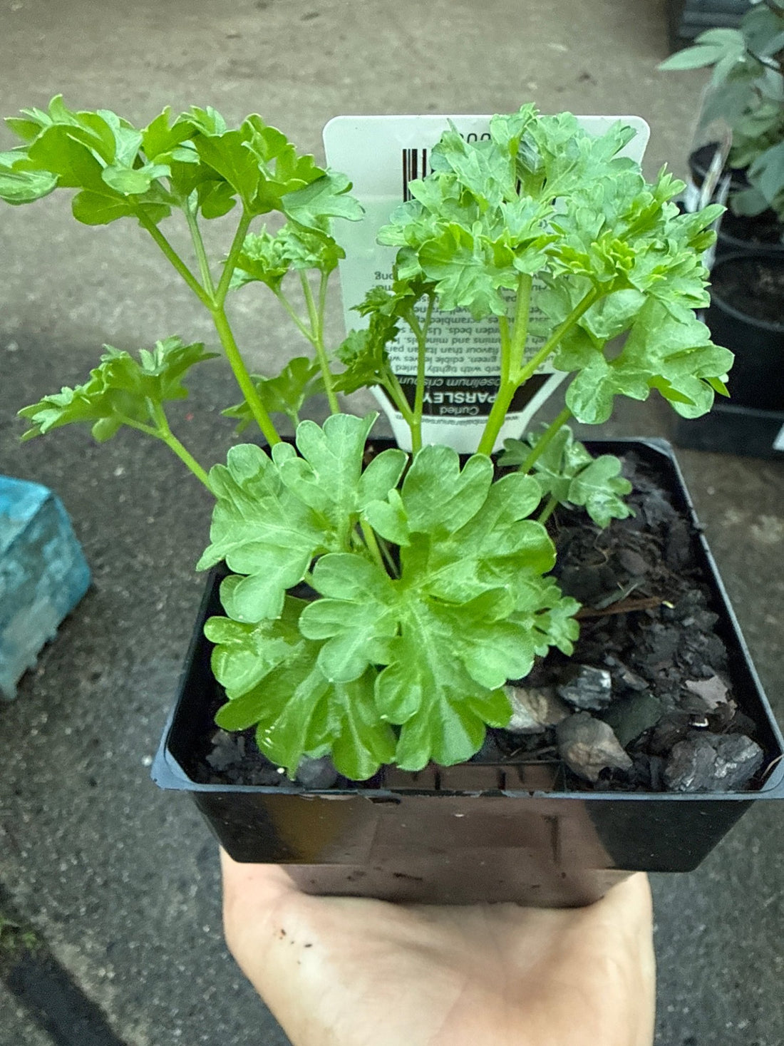 Parsley Triple Curly (Pickup Only) - Ladybird Nursery
