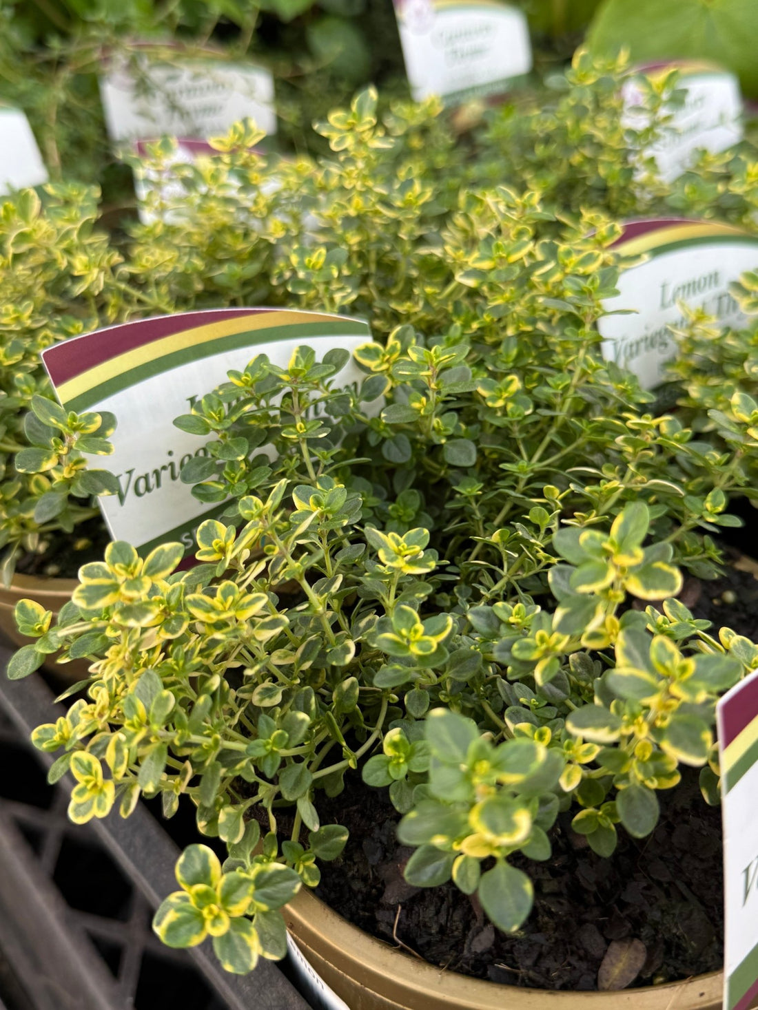 Variegated Lemon Thyme - Ladybird Nursery