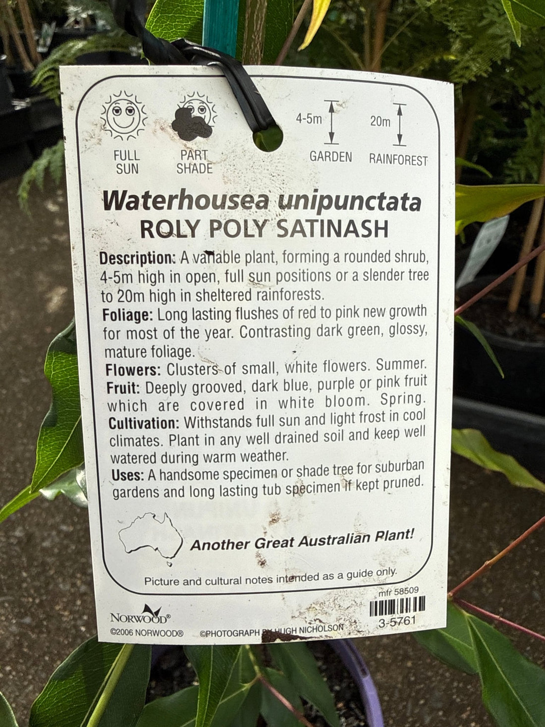 Weeping Lilly Pilly 'Roly Poly Satinash' (Waterhousia unipunctata) - Ladybird Nursery