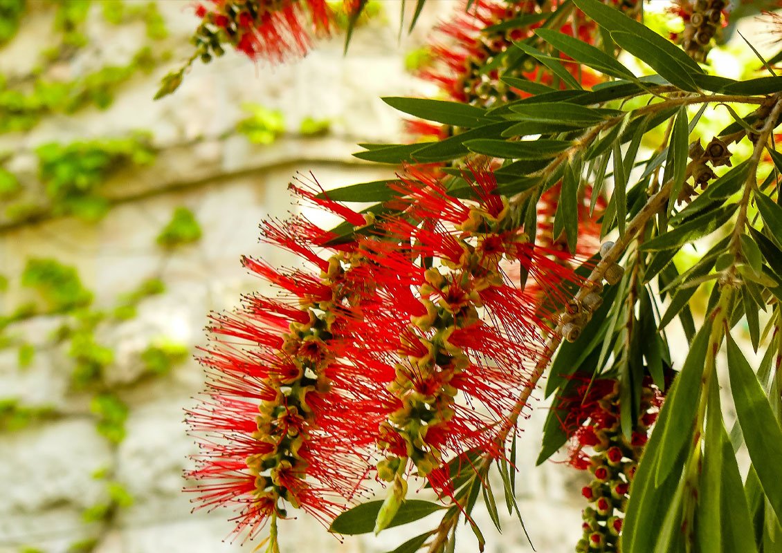 Weeping Bottlebrush (Callistemon viminalis) - Ladybird Nursery