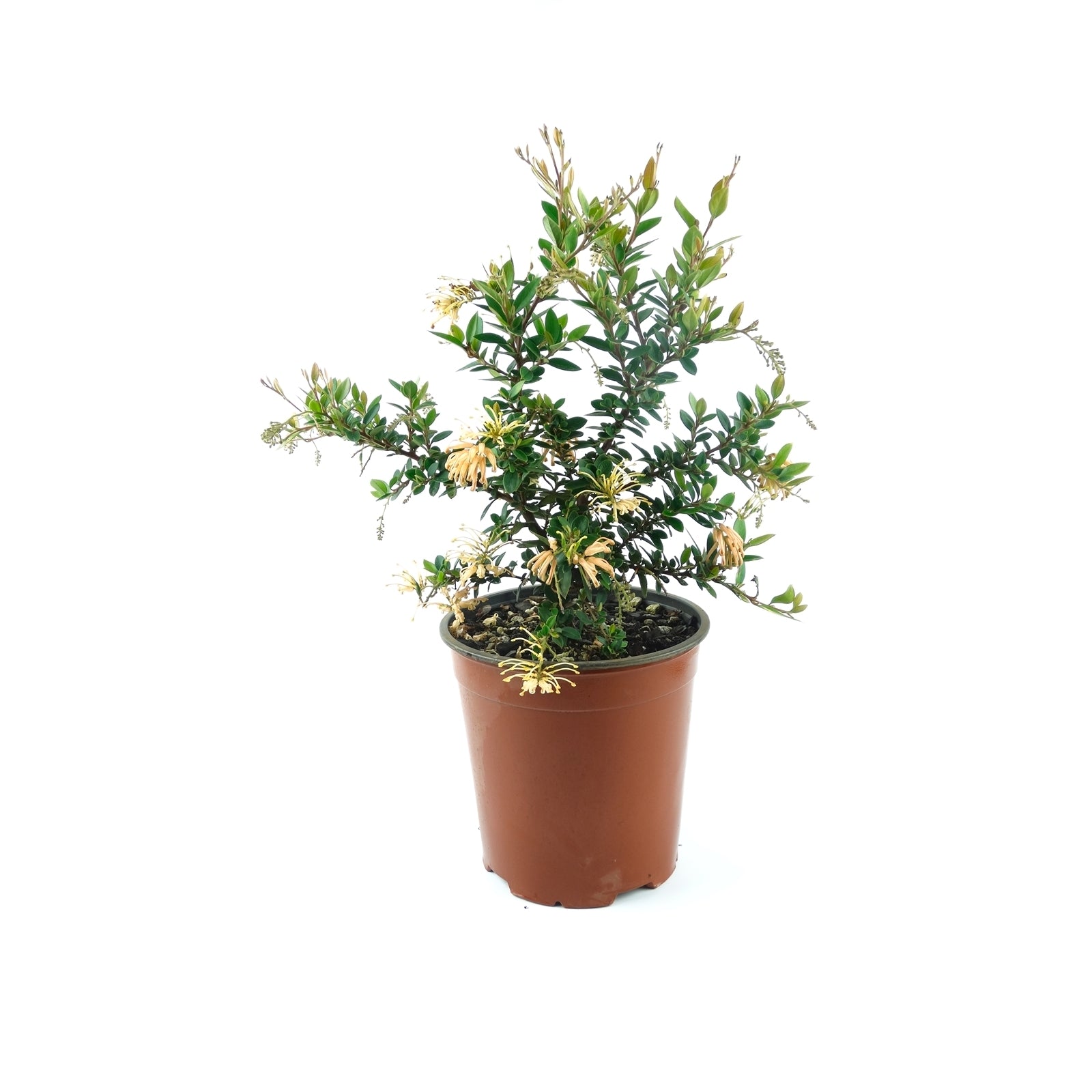 Grevillea Deuagold - Ladybird Nursery
