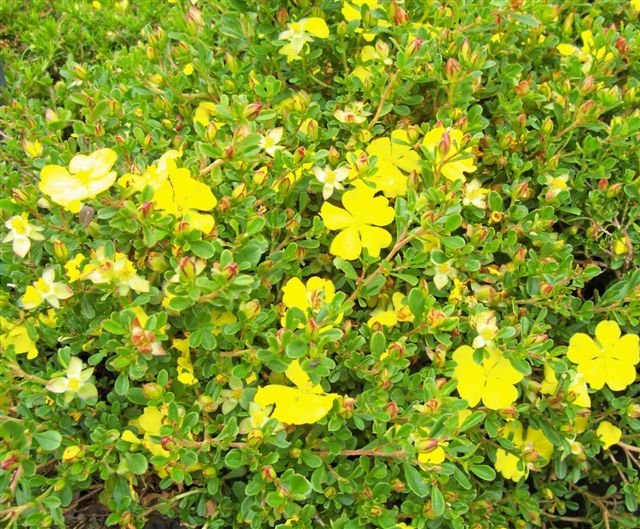 Guinea Flower (Hibbertia obtusifolia) - Ladybird Nursery