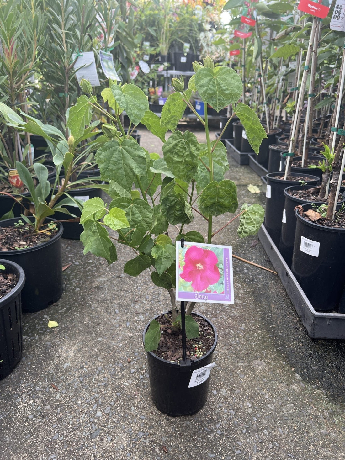 Hibiscus Tony (Mutabilis) - Ladybird Nursery