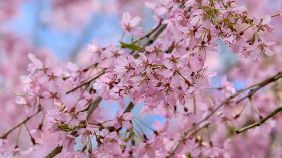 Flowering Apricot Bush Form Pink (Prunus mume) - Ladybird Nursery