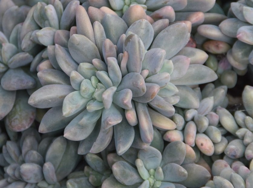 Pachyveria Elaine Wright (Pachyveria) - Ladybird Nursery