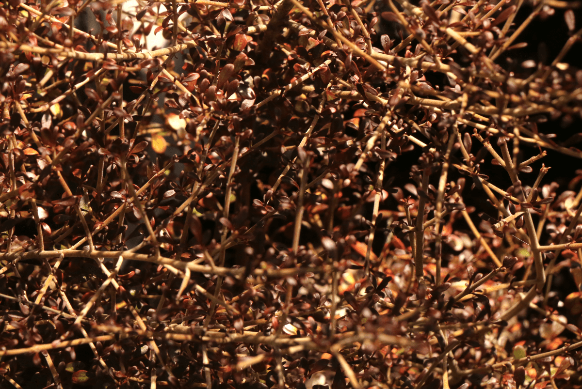 Coprosma Cappuccino - Ladybird Nursery