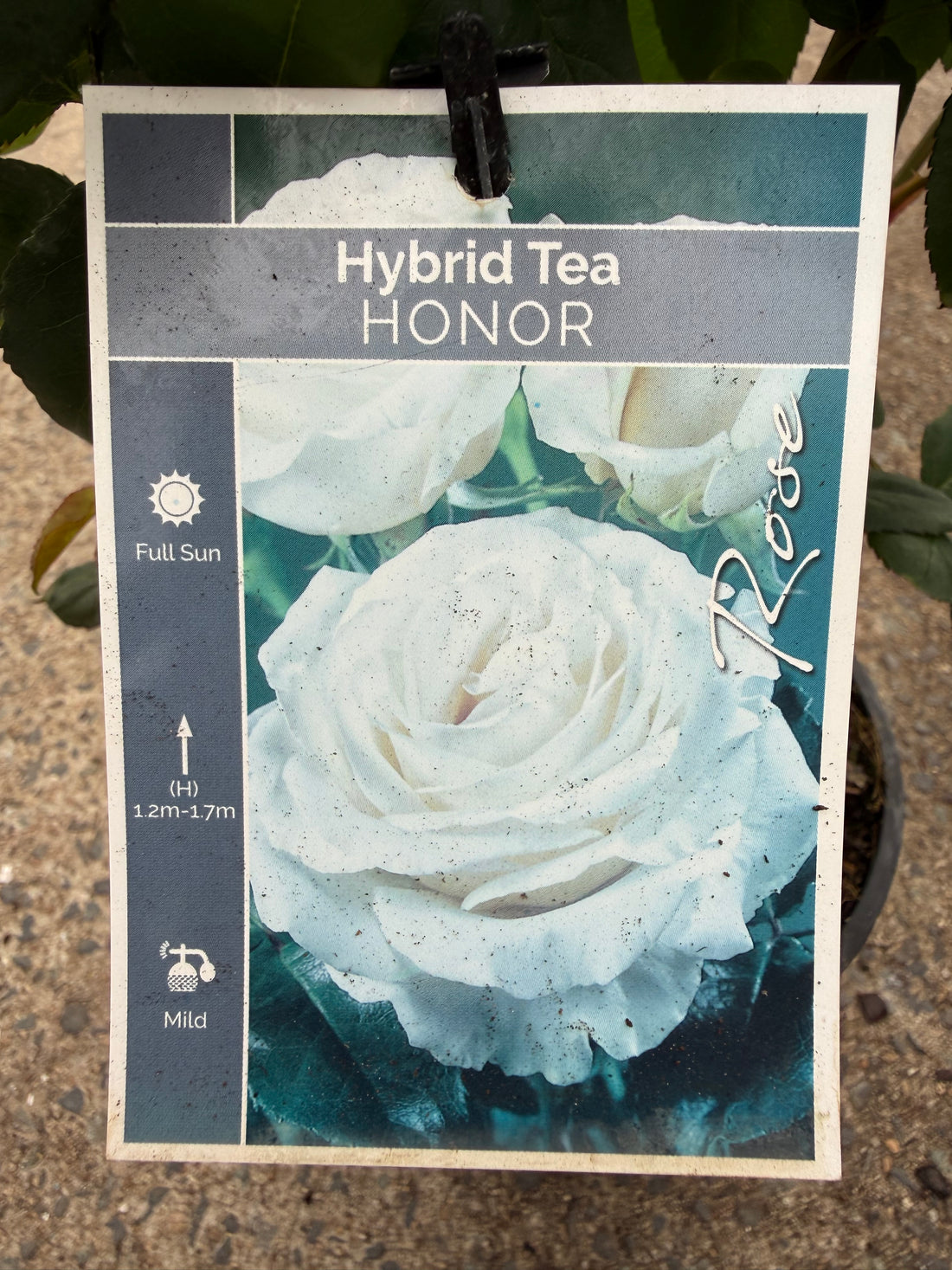 Rose 'Honor'
