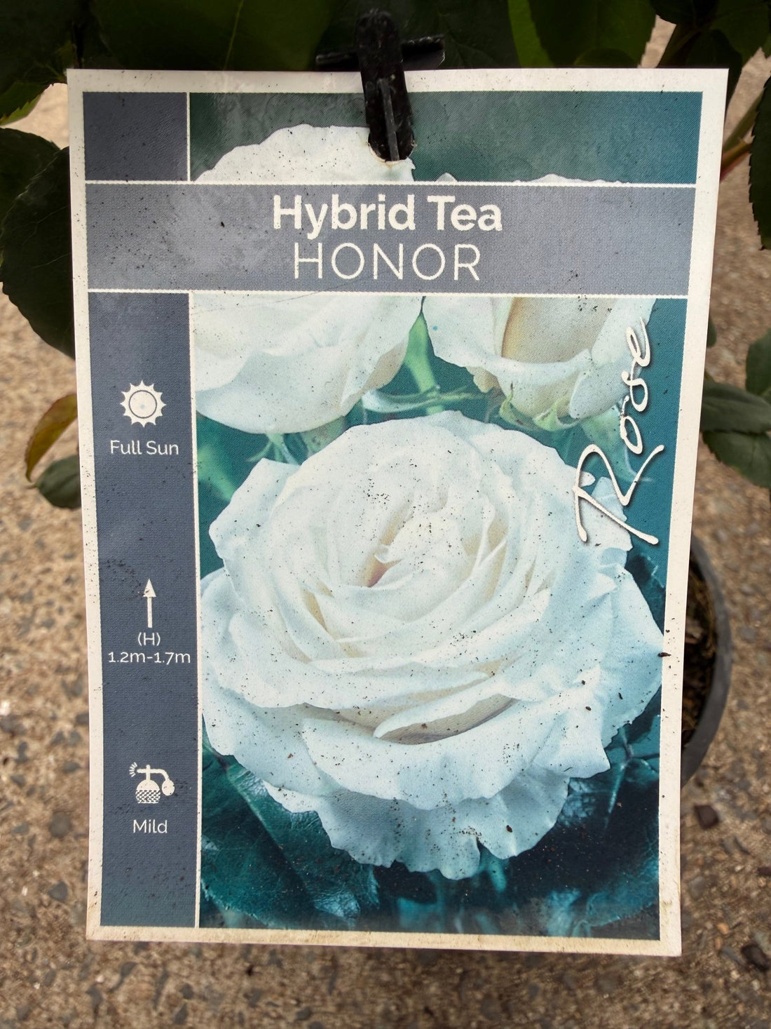 Rose 'Honor' - Ladybird Nursery