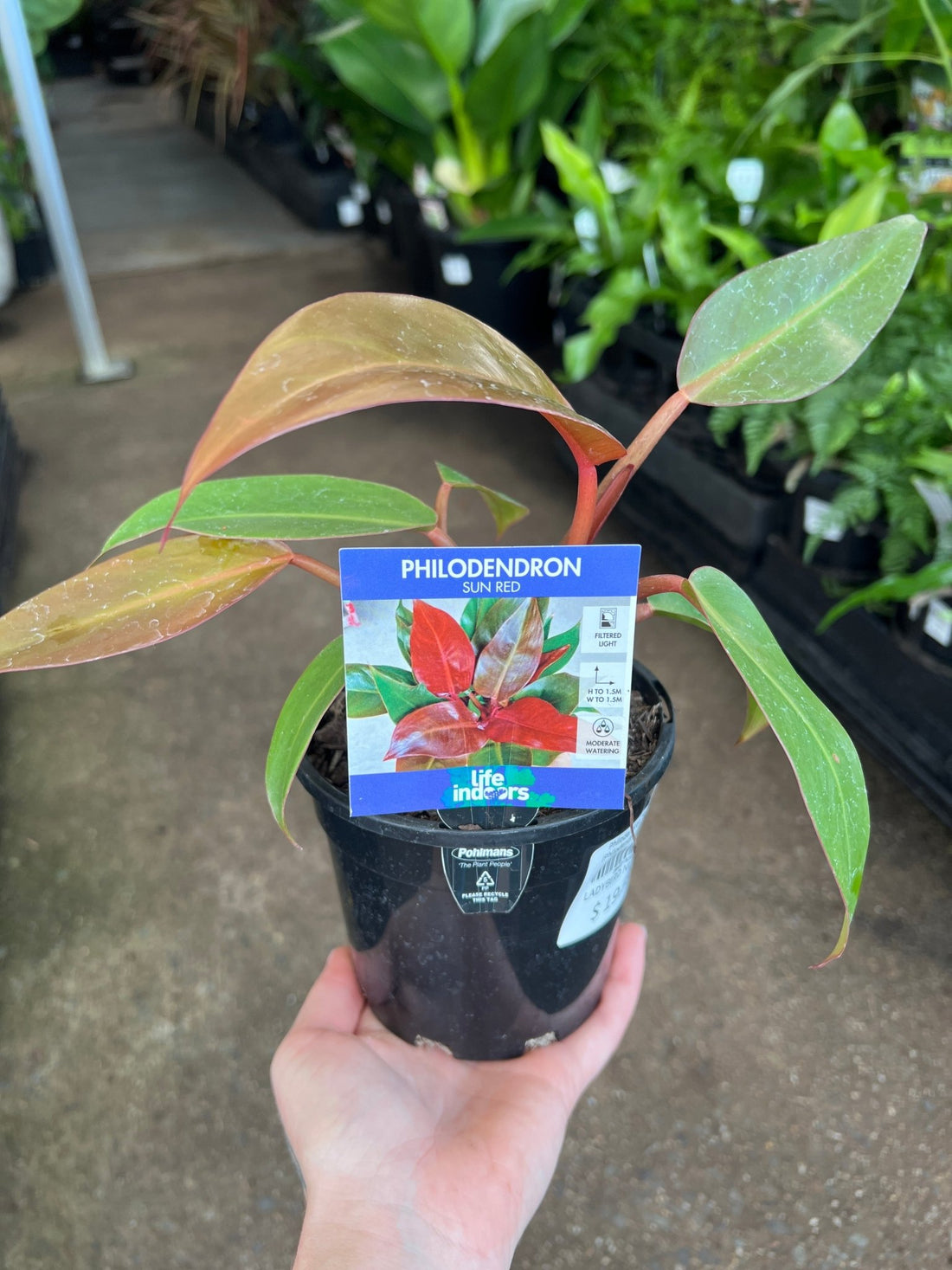 Philodendron 'Sun Red' (Philodendron erubescens) - Ladybird Nursery