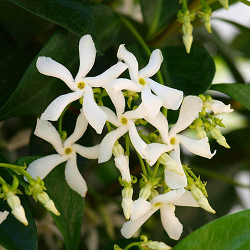Star Jasmine Tripods (Trachelospermum jasminoides) - Ladybird Nursery