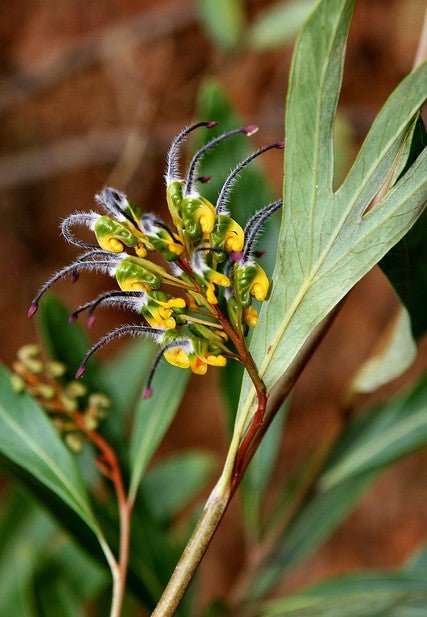 Grevillea venusta - Ladybird Nursery