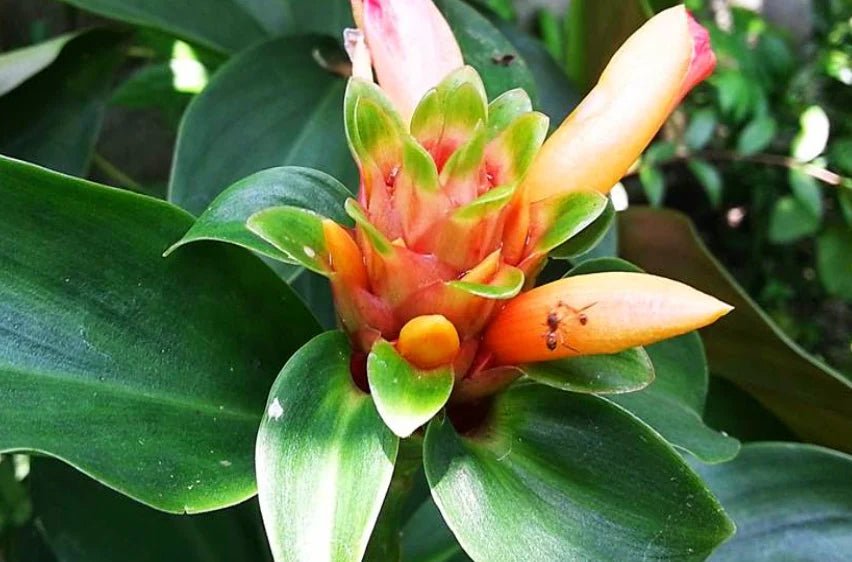 Unknown Costus Hybrid (Costus varzearum) - Ladybird Nursery