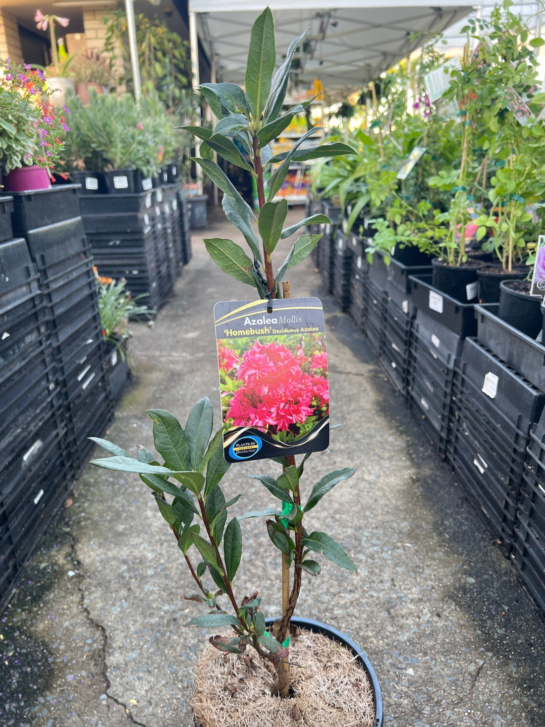 Azalea mollis ‘Homebush’ (Deciduous Azalea) - Ladybird Nursery