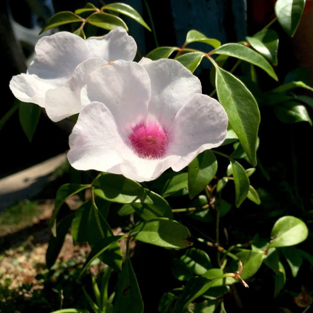 Bower Vine Purple Ladders (Pandorea spp.) - Ladybird Nursery
