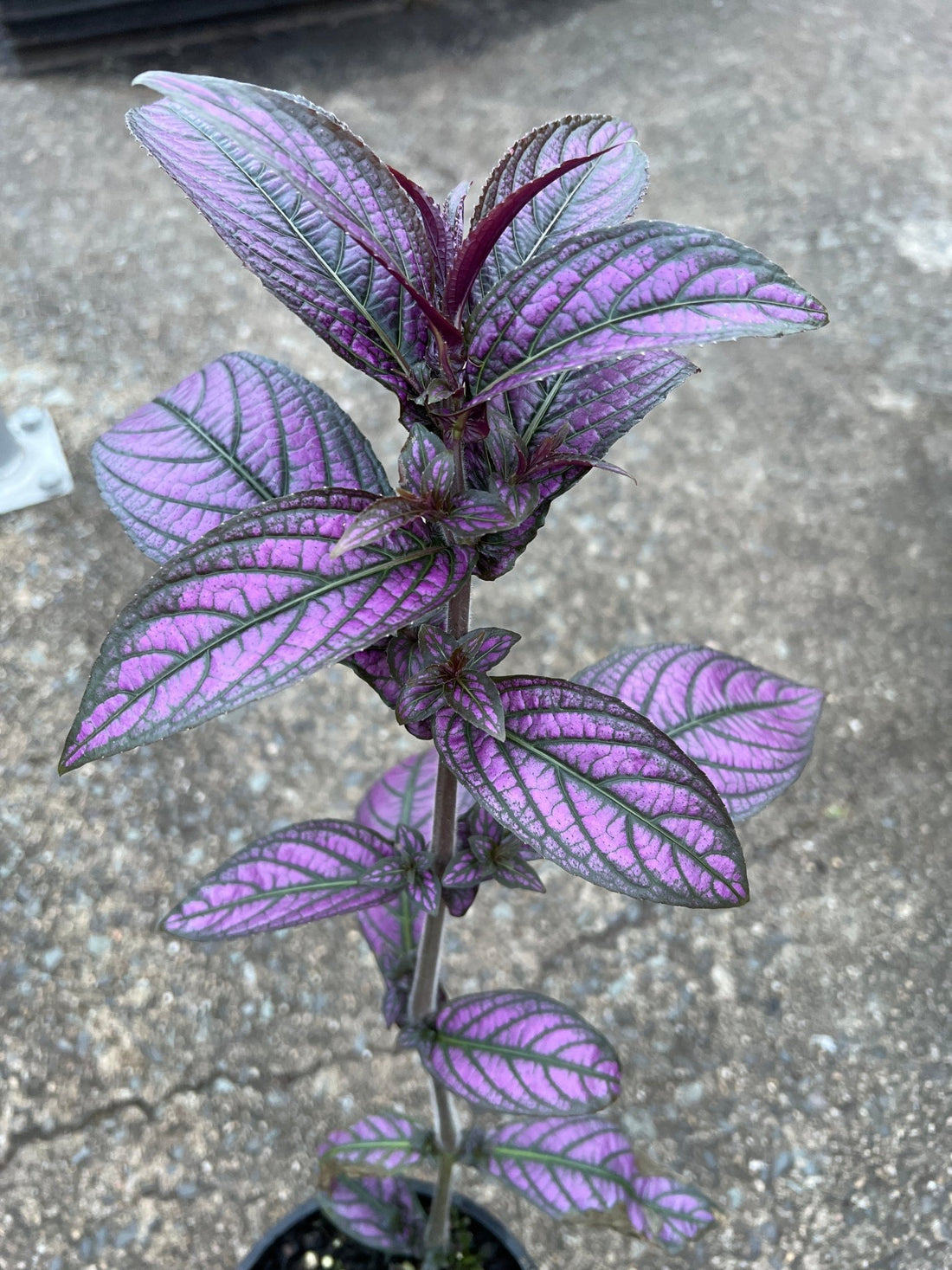 Persian Shield (Strobilanthes dyerianus) - Ladybird Nursery