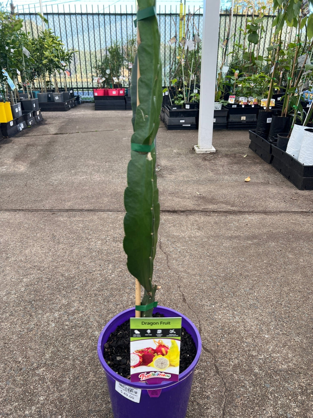 Dragon Fruit ‘Jade Red’ - Large - Ladybird Nursery