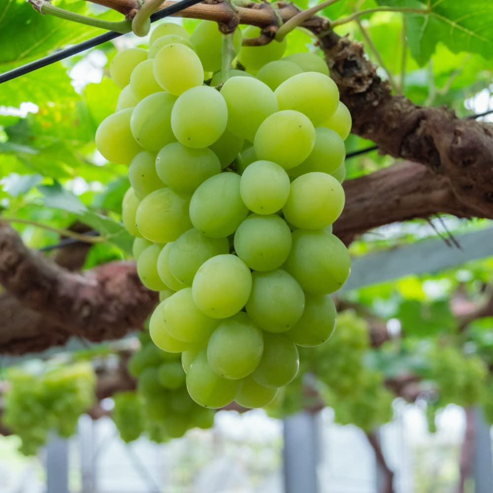 Grape White Muscat (QLD Only) - Ladybird Nursery