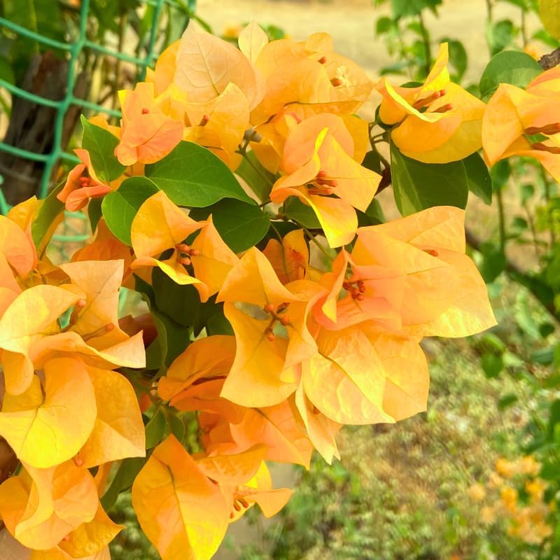 Bougainvillea Inca Gold (Bougainvillea glabra) - Ladybird Nursery