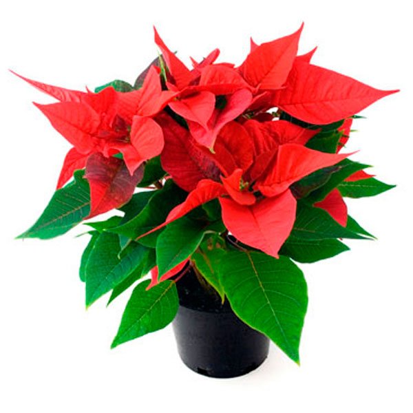 Poinsettia Mix (Euphorbia pulcherrima) - Ladybird Nursery